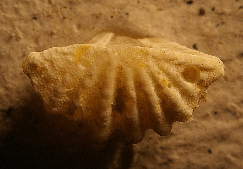  Neogene brachiopod 