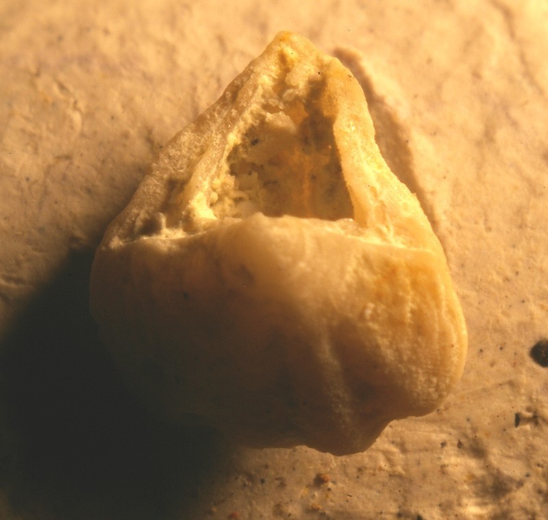  Argyrotheca costulata 