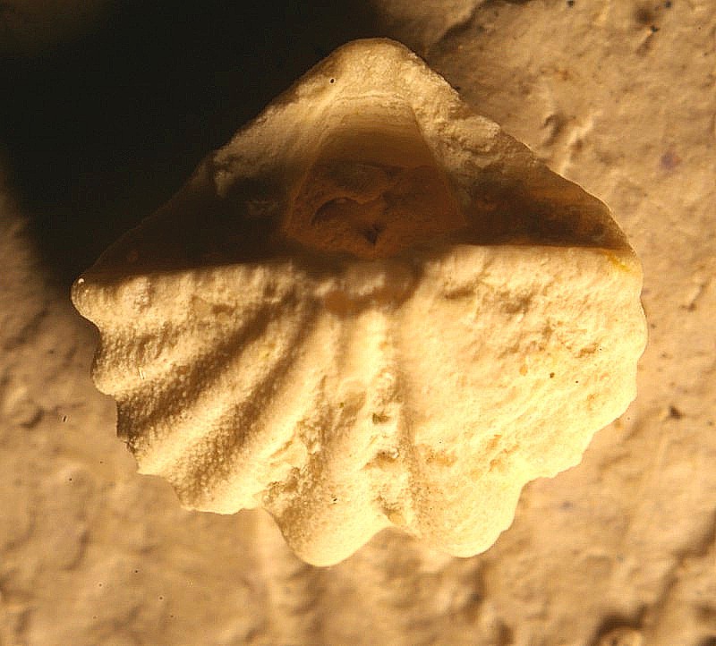  Argyrotheca cuneata 