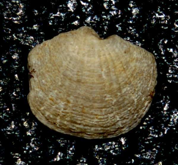  Megerlia truncata 