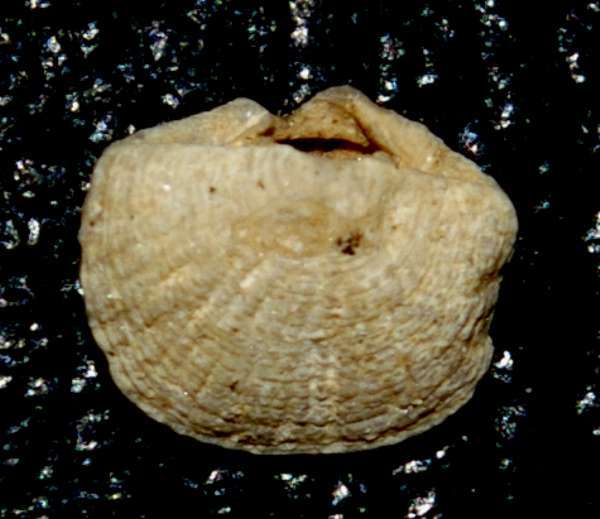  Neogene brachiopods 