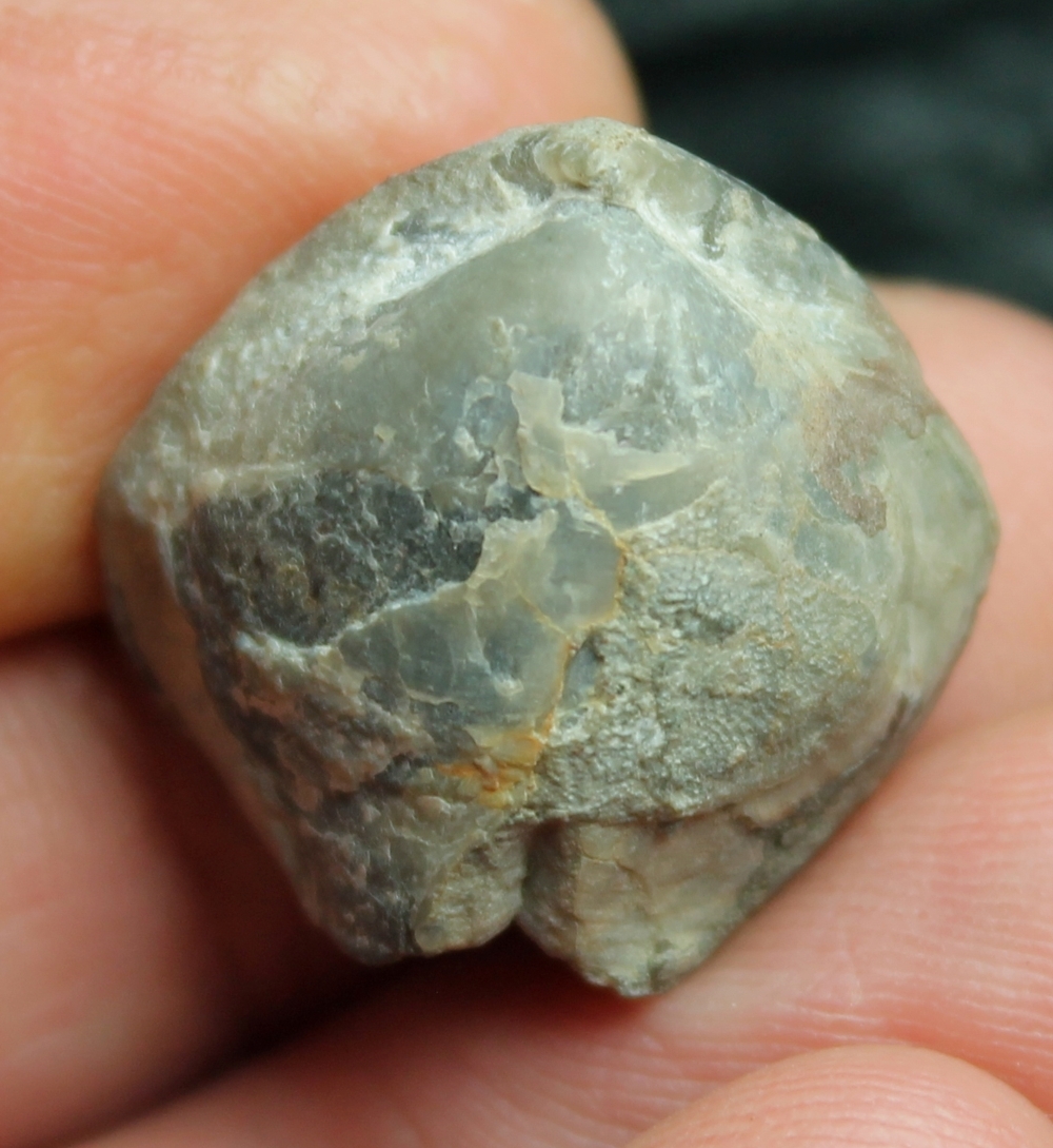  Devonian brachiopods 