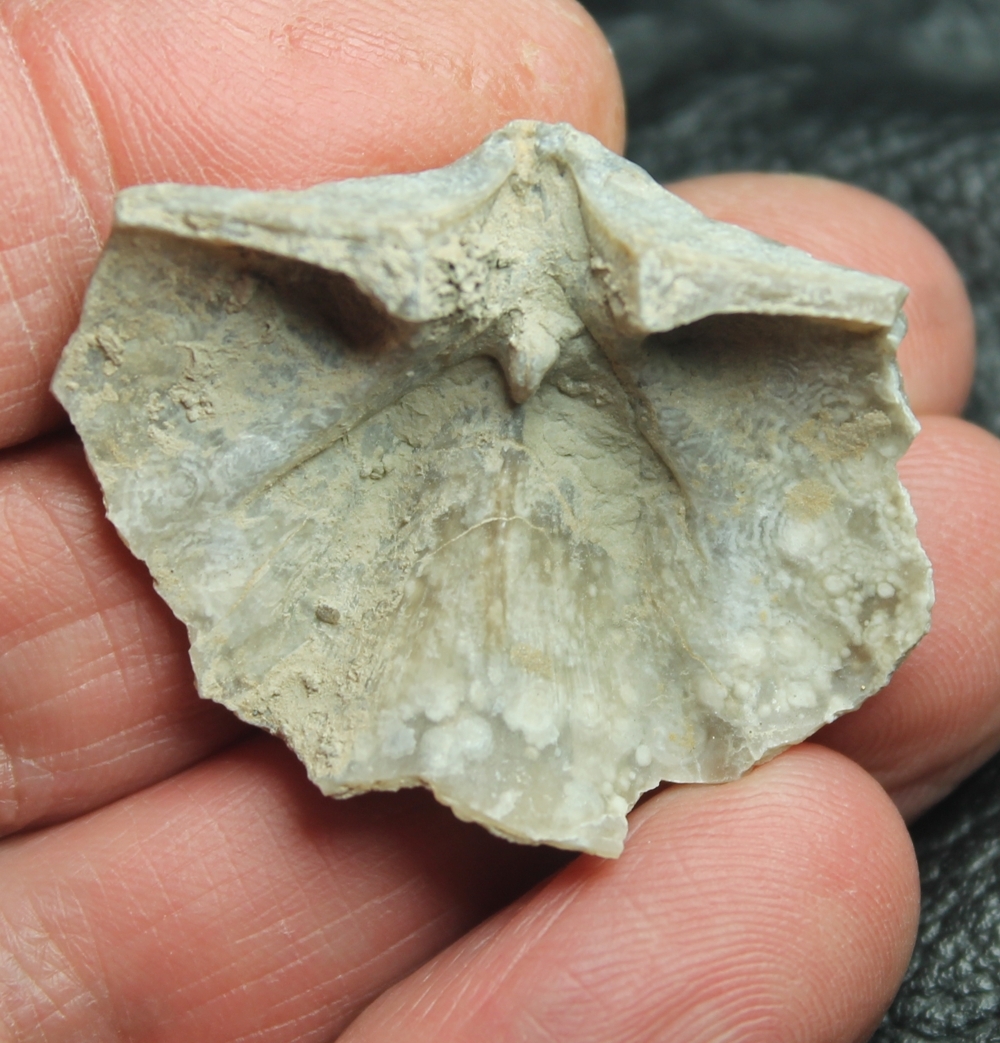  Macropleura macropleura 