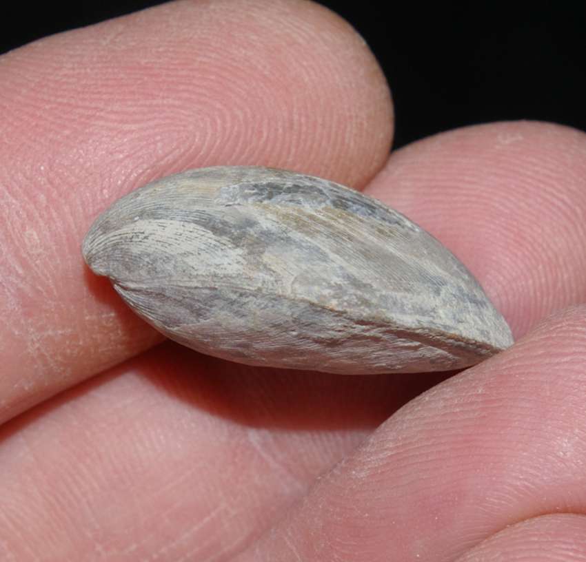   Terebratulina tenuistriata 