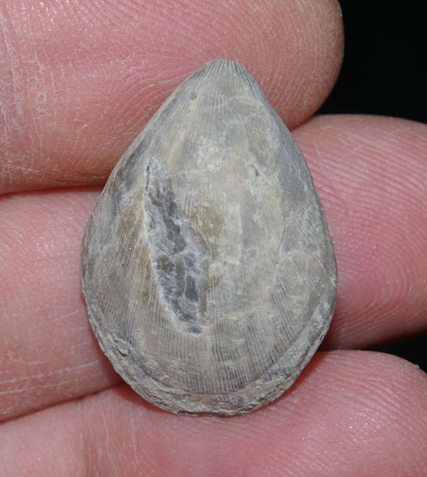  Eocene fossil brachiopod 