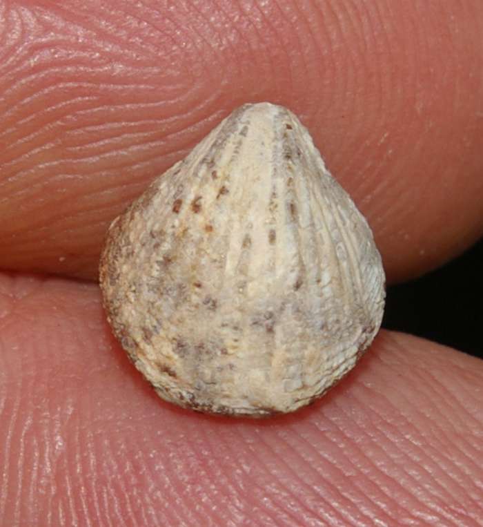   Jurassic, Oxfordian fossil brachiopod 
