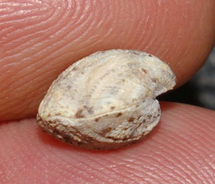  fossils brachiopods 