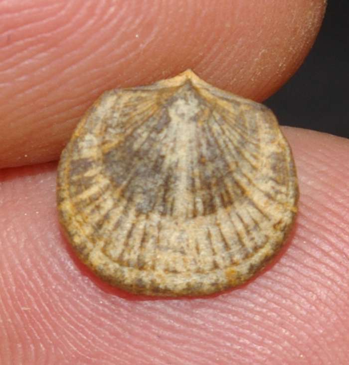 Fossil Brachiopod