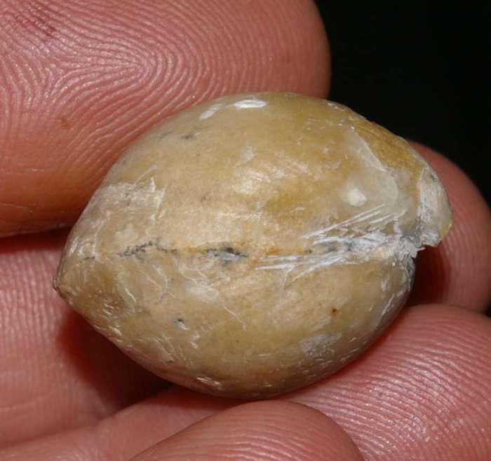  Gallienithyris 