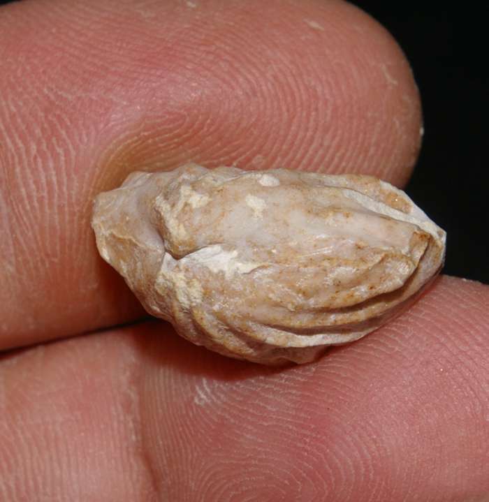  Lacunosella monsalvensis 