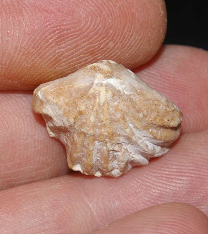  Oxfordian fossil brachiopod 