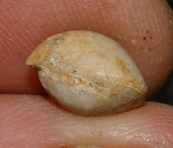  Monticlarella striocincta 