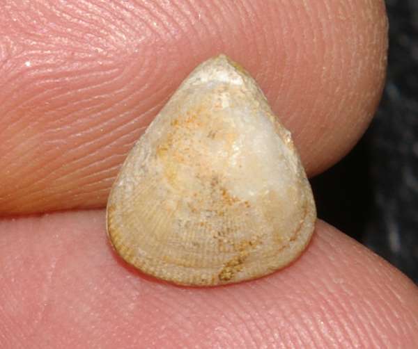  Monticlarella striocincta 