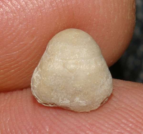  Monticlarella  czenstochowiensis 