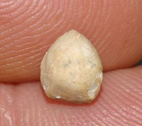  Monticlarella  strioplicata 