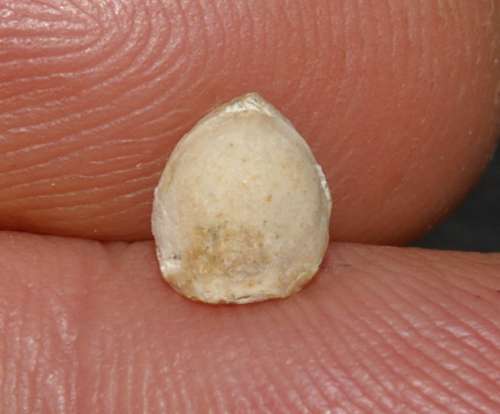  Monticlarella  strioplicata 