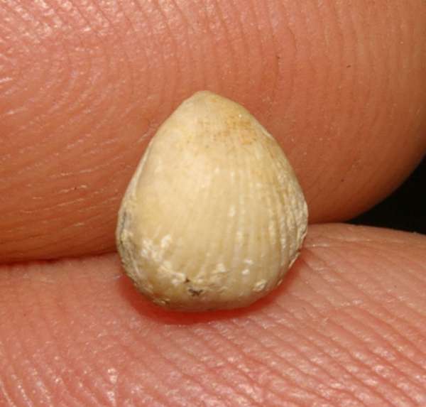  Monticlarella  rollieri 