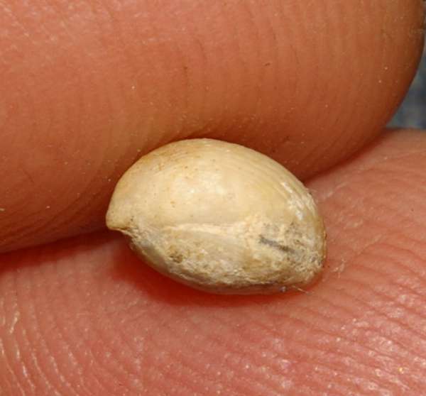  Monticlarella  rollieri 