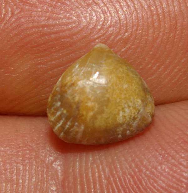  Monticlarella triloboides 