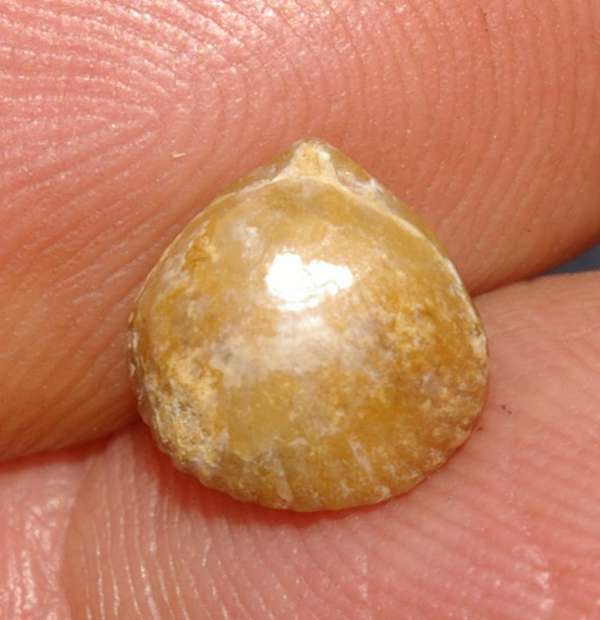  Monticlarella triloboides 