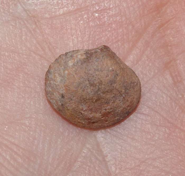  Eobiematella rackii 