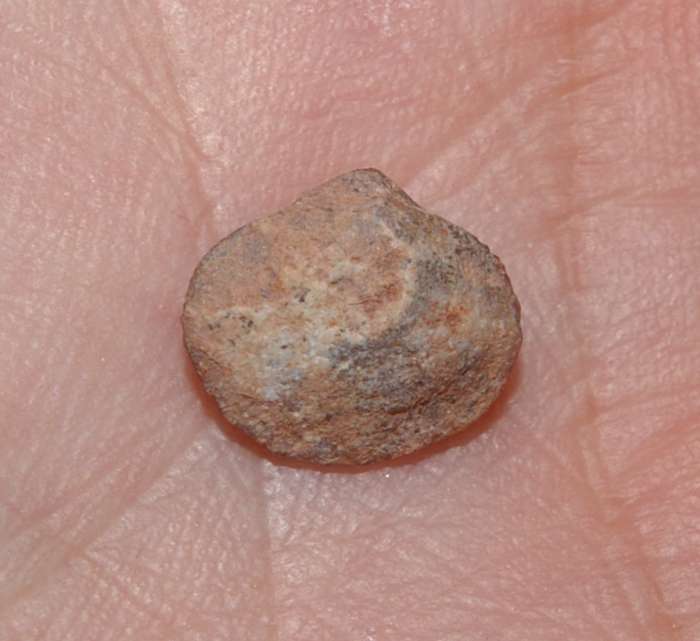 devonian fossil brachiopod