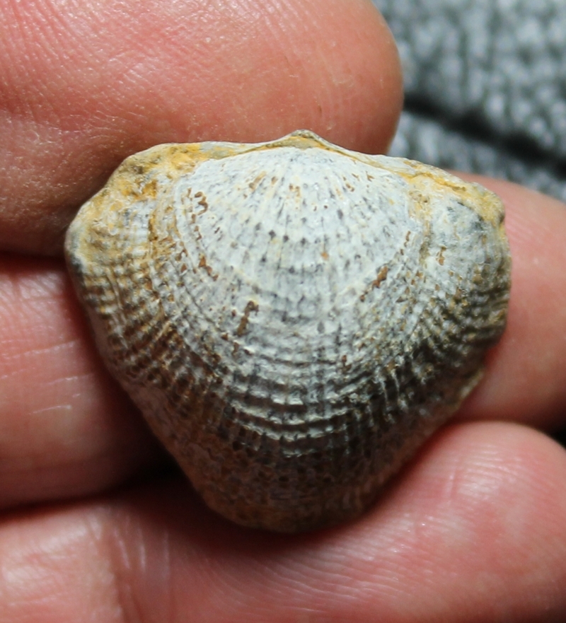 Desquamatia varistriata 