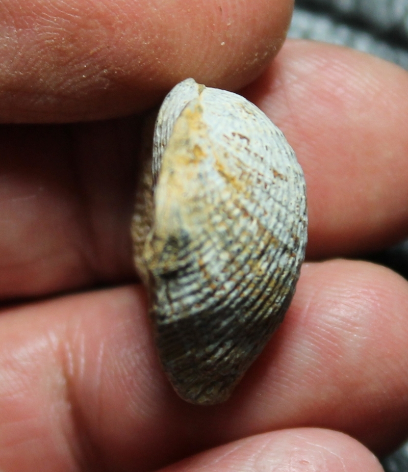 fossil brachiopod 