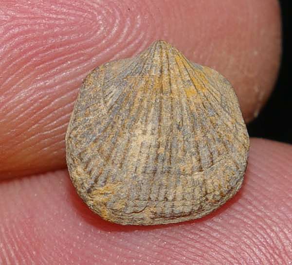 Aulacella eifeliensis.jpg