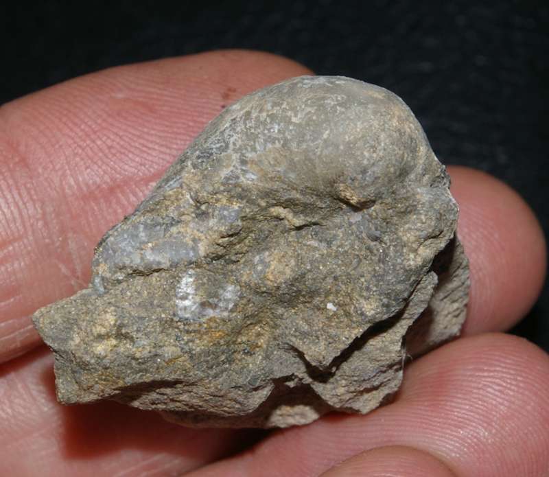 devonian fossil brachiopod