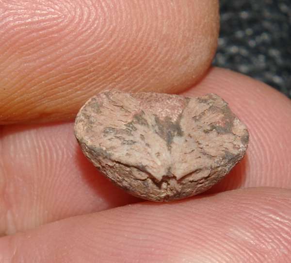  Newberiia gibbosa 