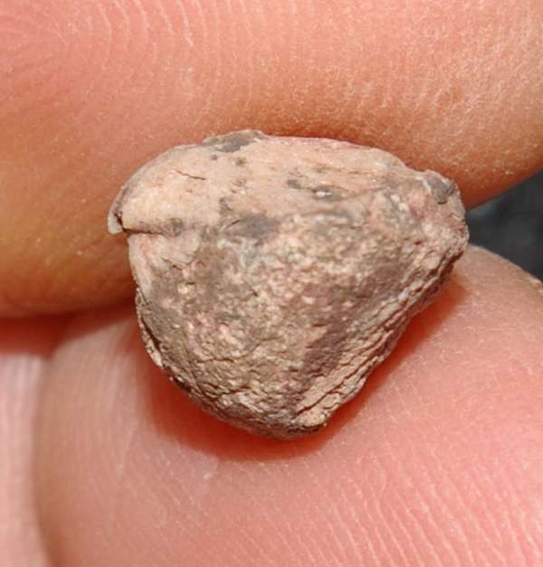 devonian fossil brachiopod