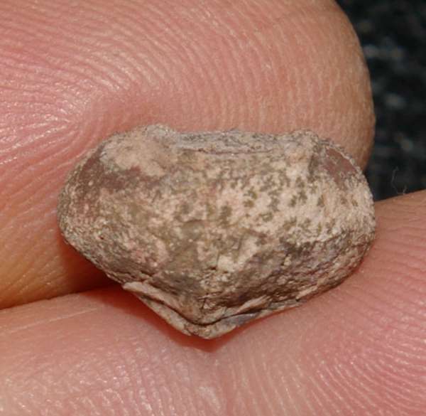 devonian fossil brachiopod