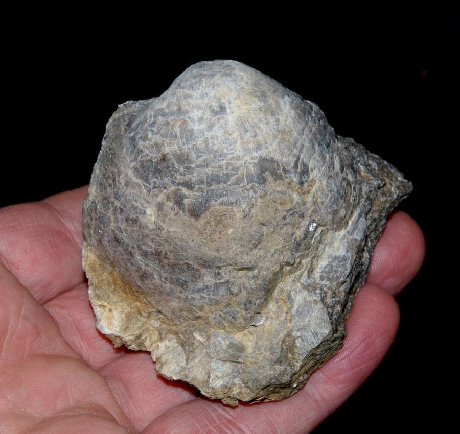  Gigantoproductus gigantoides 