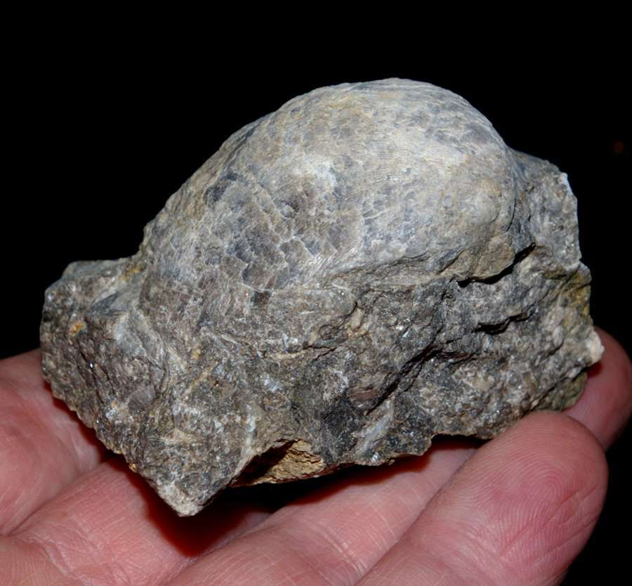 Gigantoproductus gigantoides