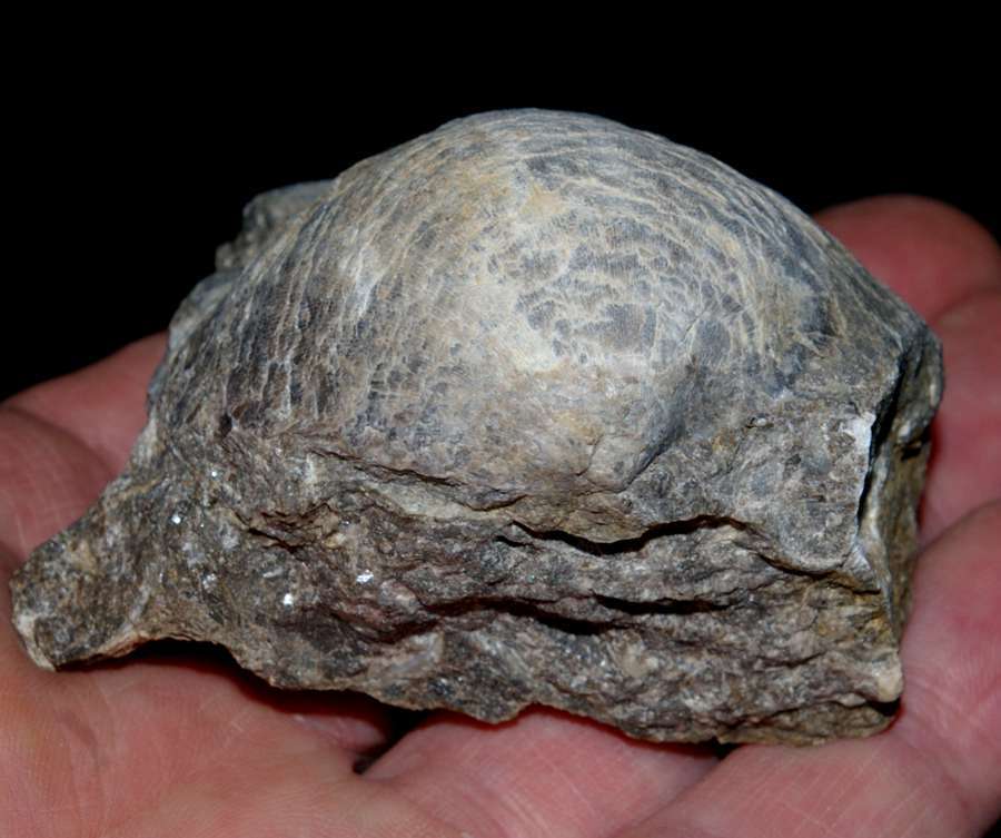 Carboniferous, Upper Visean brachiopods