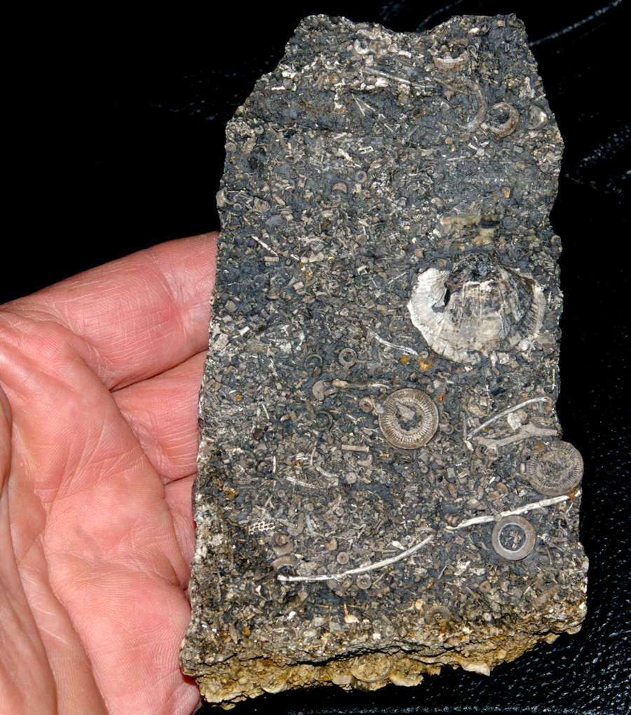  Productina pectinoides (Phillips) 