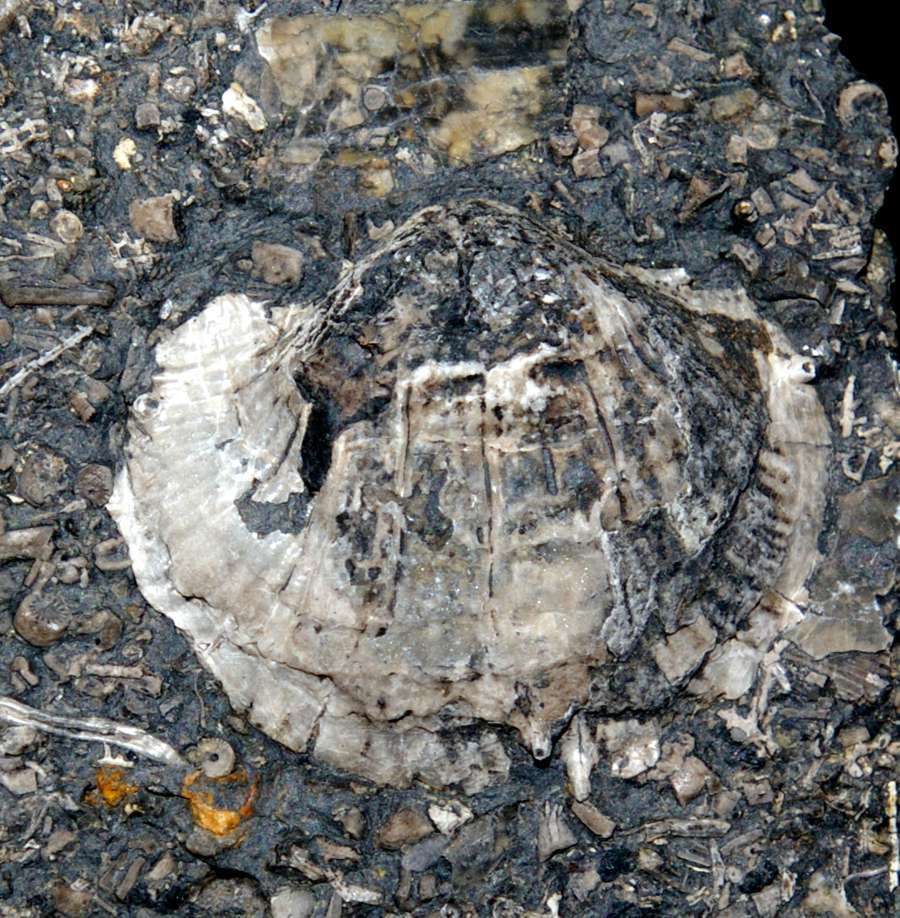 Productina pectinoides (Phillips)