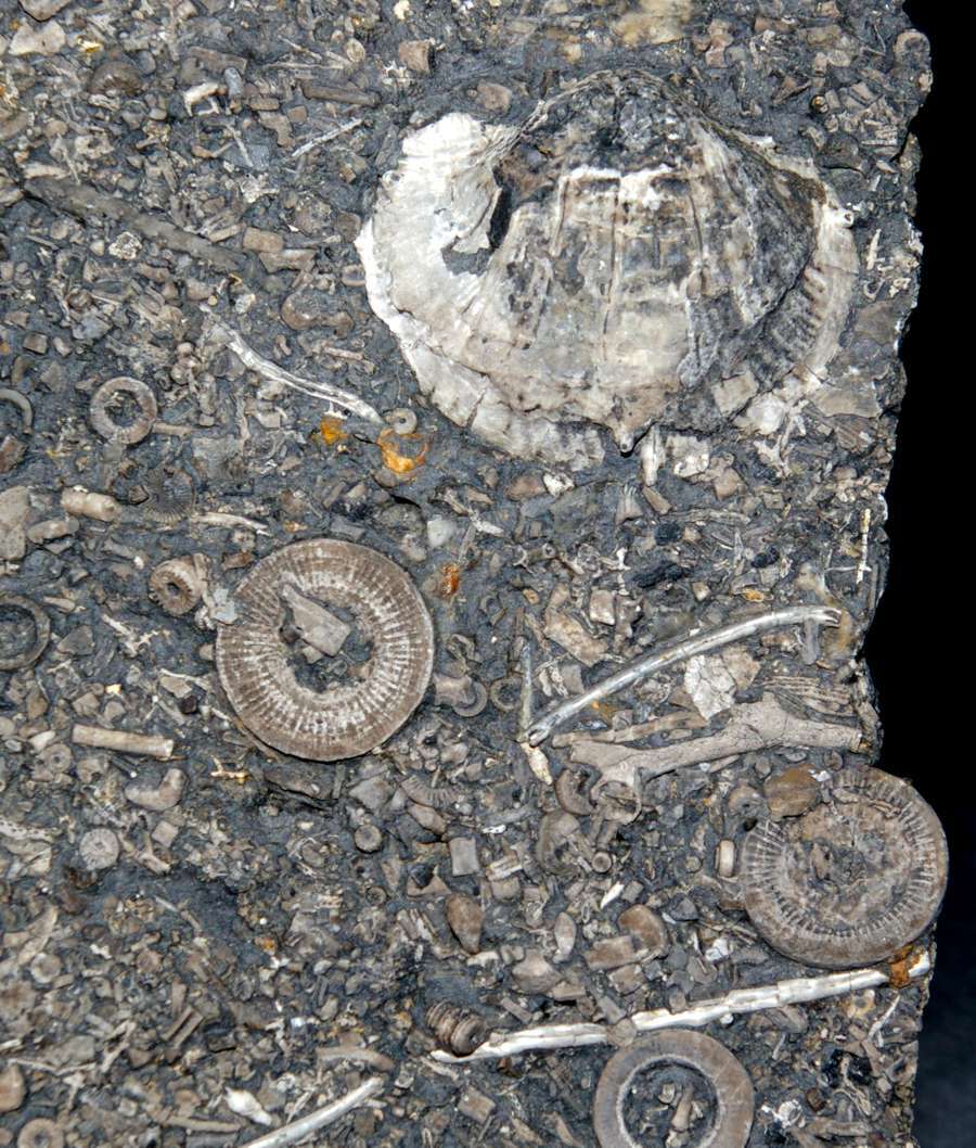  Carboniferous brachiopods 