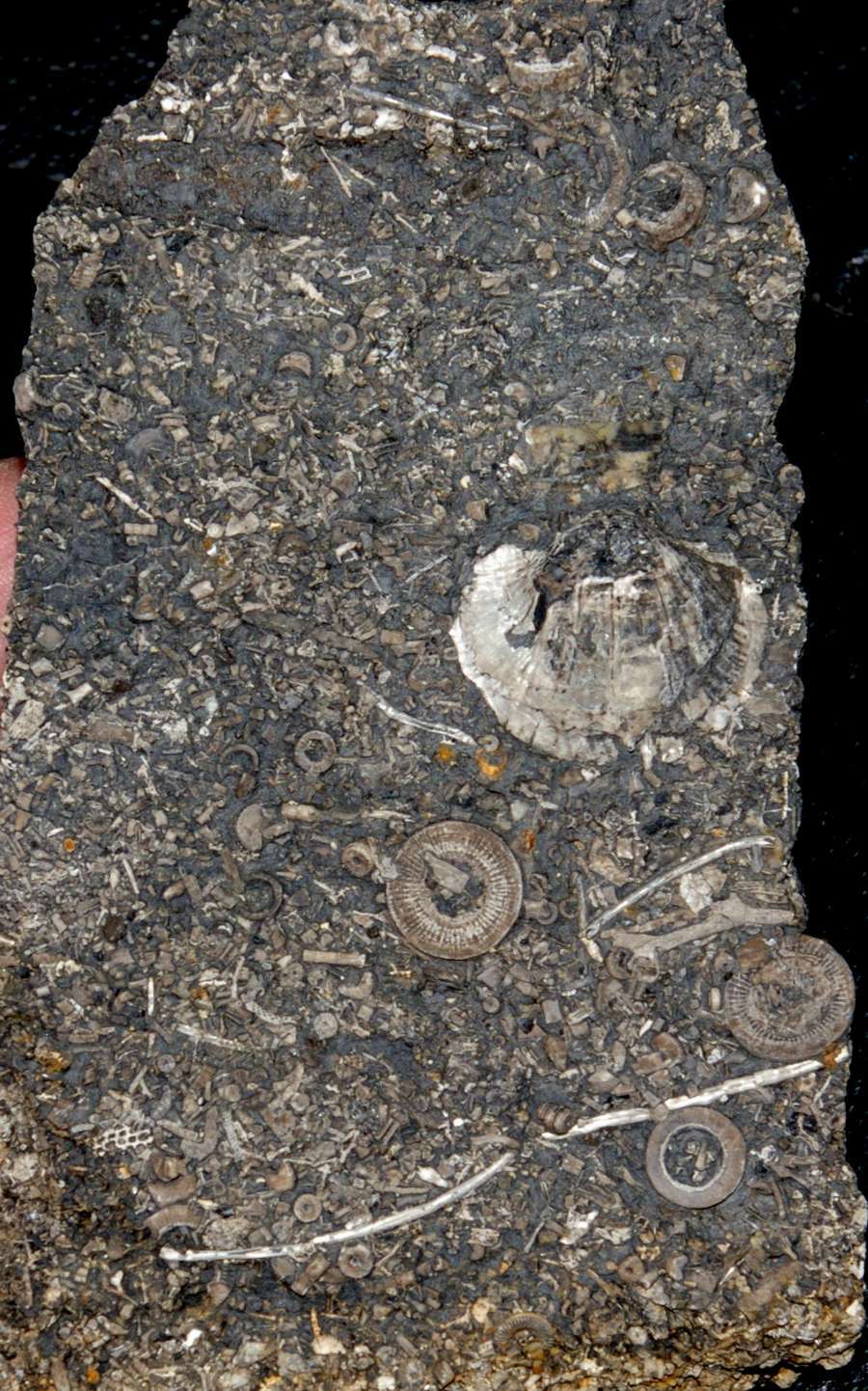  Carboniferous brachiopods 