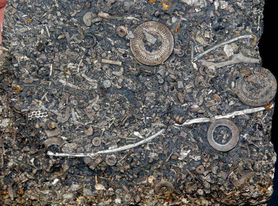  Carboniferous crinoids 