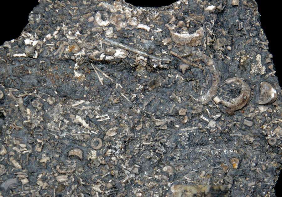  Carboniferous crinoids 