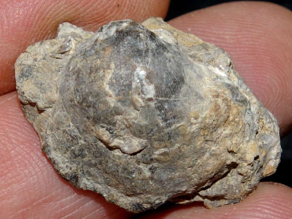  Schizophoria resupinata 