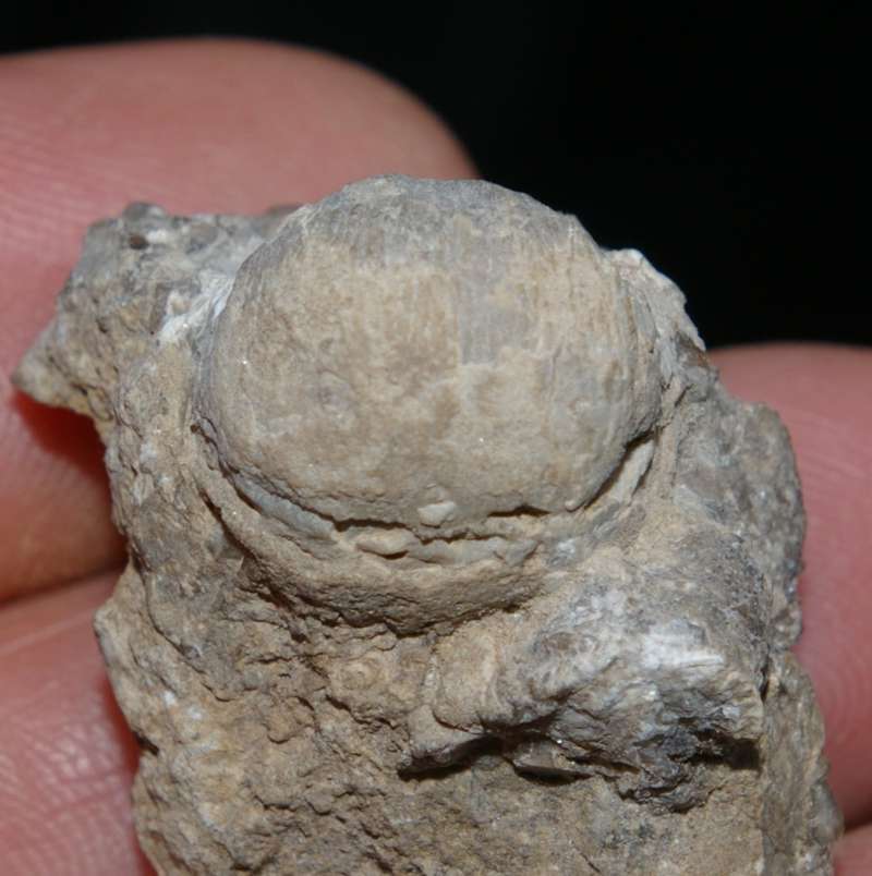  Carboniferous Visean brachiopods 