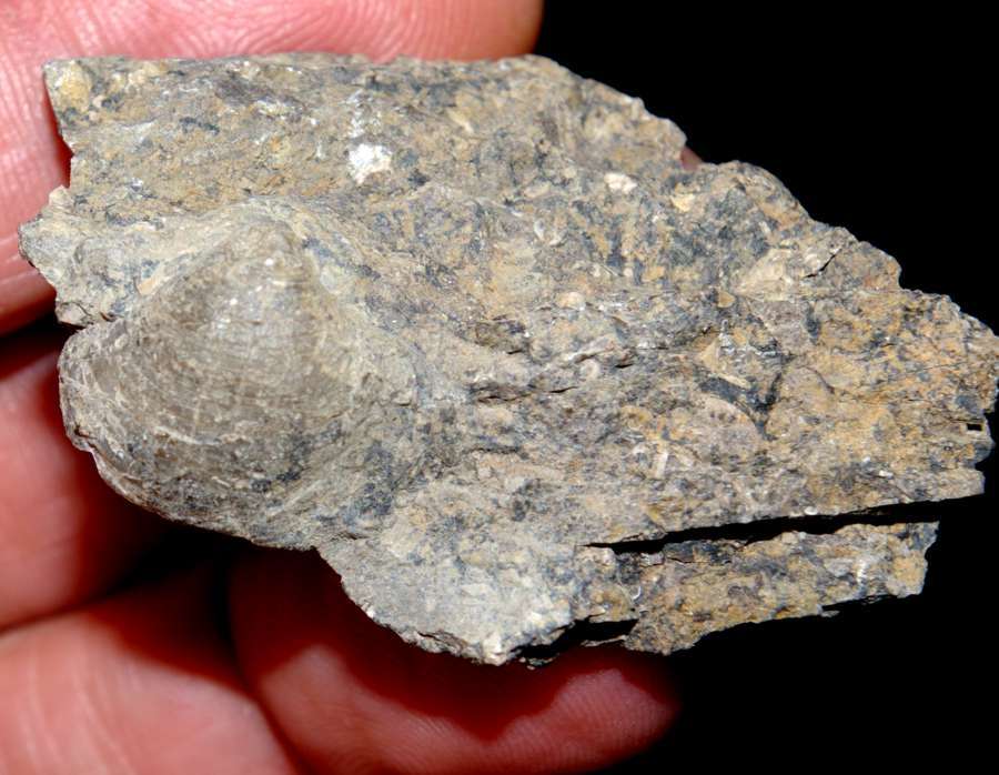  Reticularia lineata 