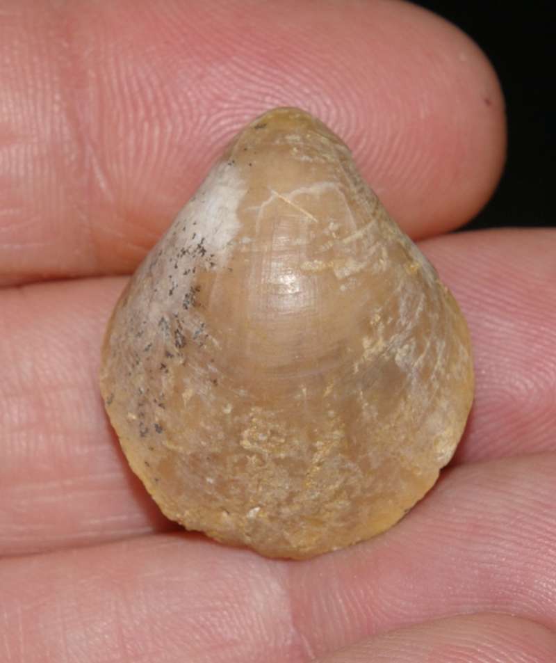  Caryona saemani 