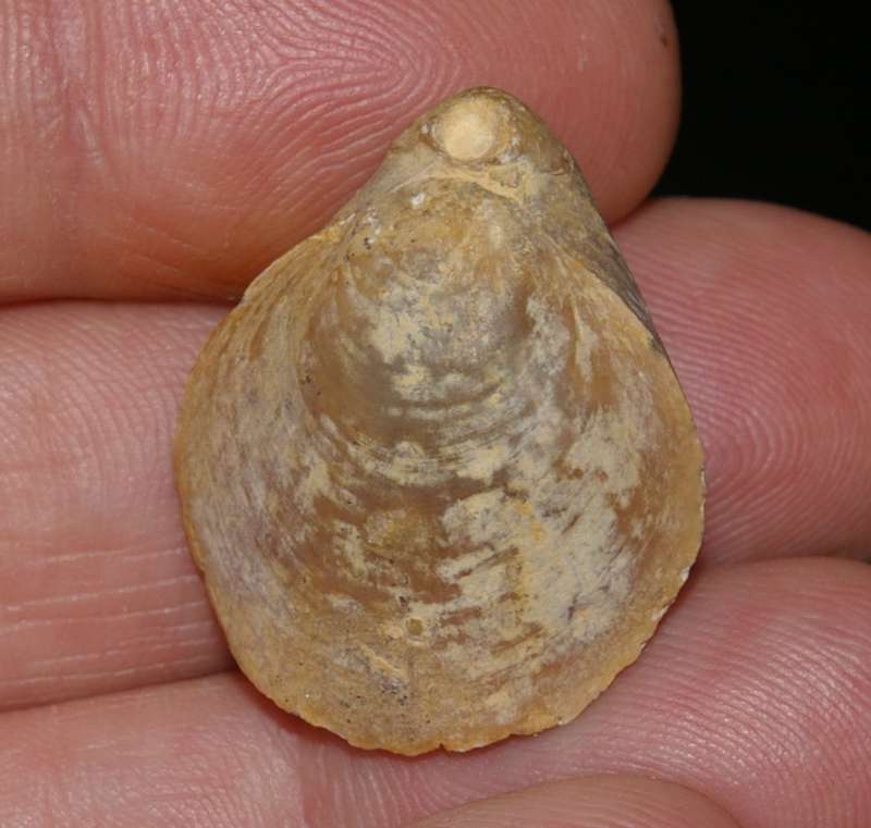  Jurassic Callovian fossil brachiopod 