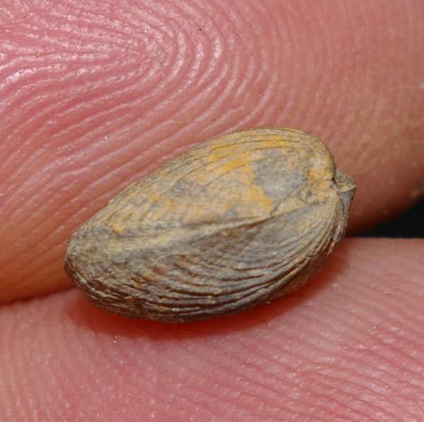 Aulacella prisca