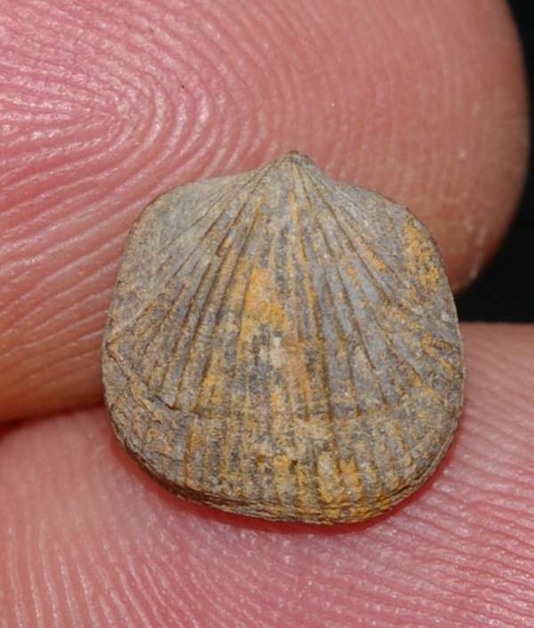 Devonian brachiopod 