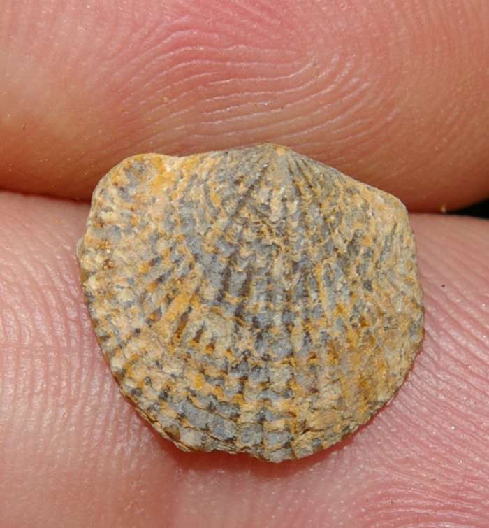 Spinatrypa aspera.jpg